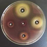 抗菌药物耐性 P. acnes菌